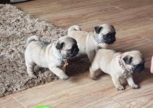 fdg Registered Pug Puppies Available
