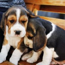 Lovely Beagle puppies Available. (267) 820-9095 or amandamoore339@gmail.com