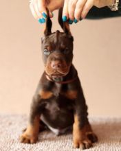 Perfect lovely Male and Female Doberman Puppies for adoption