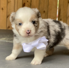 Purebred Border collie puppies Available