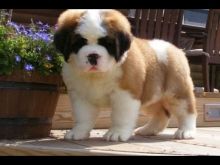 Saint Bernard Puppies Available (267) 820-9095 or amandamoore339@gmail.com