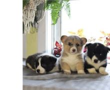 Xwereb Welsh Pembroke Corgis Puppies
