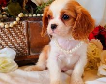 xwet4 b Cavalier King Charles Pups Ready Today