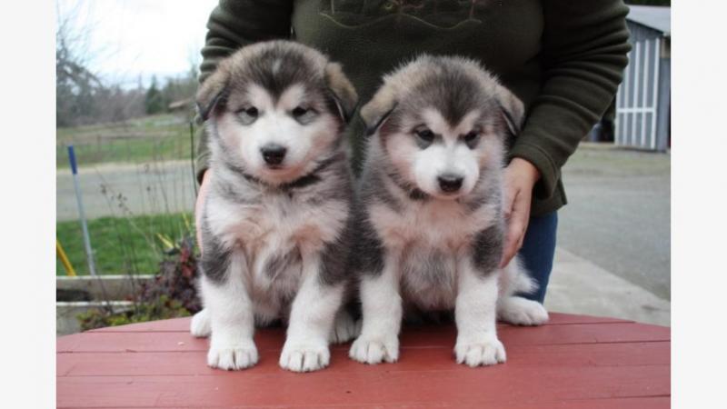 Alaskan Malamute puppies available. (267) 820-9095 or amandamoore339@gmail.com Image eClassifieds4u