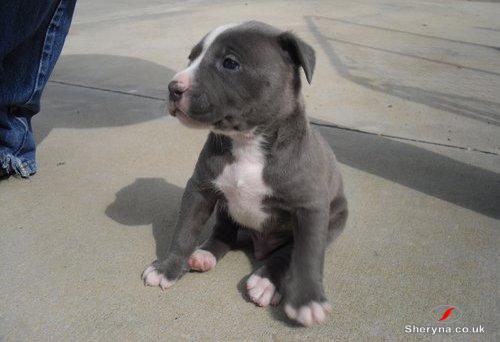 American pitbull puppies for sale, (267) 820-9095 or amandamoore339@gmail.com Image eClassifieds4u