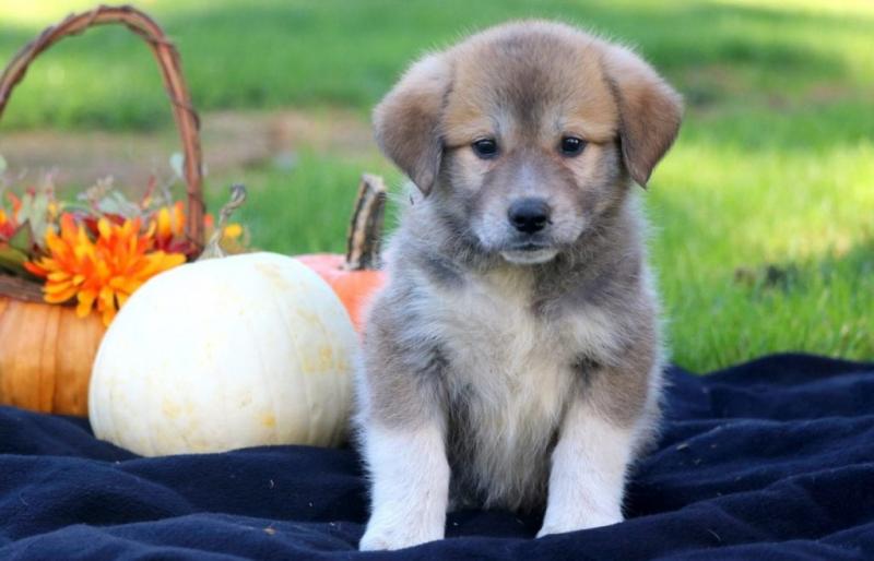 Anatolian Shepherd puppies for sale, (267) 820-9095 or amandamoore339@gmail.com Image eClassifieds4u