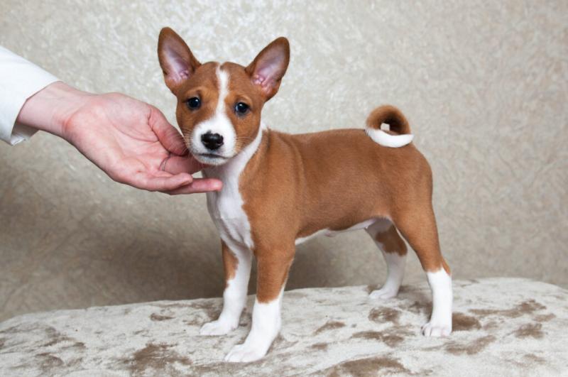 Basenji puppies for sale, (267) 820-9095 or amandamoore339@gmail.com Image eClassifieds4u
