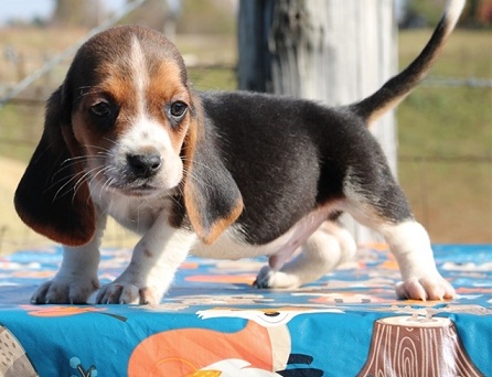 Basset Hound puppies (267) 820-9095 or amandamoore339@gmail.com Image eClassifieds4u