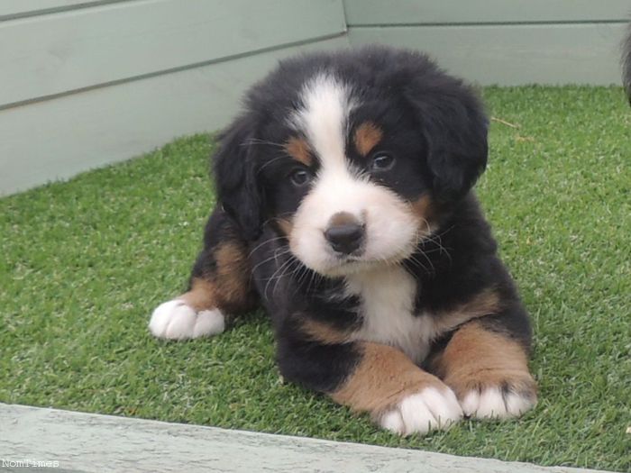 Bernese Mountain Dog puppies for sale, (267) 820-9095 or amandamoore339@gmail.com Image eClassifieds4u