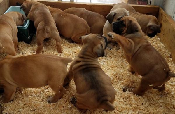 Boerboel puppies for sale, (267) 820-9095 or amandamoore339@gmail.com Image eClassifieds4u