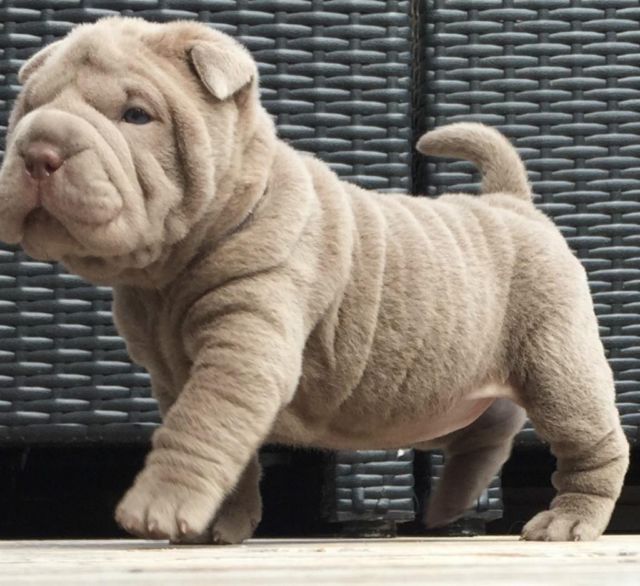 chinese shar pei puppies for sale (267) 820-9095 or amandamoore339@gmail.com Image eClassifieds4u