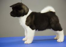 Akita Puppies available for sale. (267) 820-9095 or amandamoore339@gmail.com Image eClassifieds4U