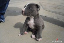 American pitbull puppies for sale, (267) 820-9095 or amandamoore339@gmail.com Image eClassifieds4U