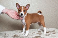 Basenji puppies for sale, (267) 820-9095 or amandamoore339@gmail.com Image eClassifieds4U
