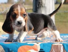 Basset Hound puppies (267) 820-9095 or amandamoore339@gmail.com Image eClassifieds4U