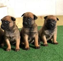 Belgian Malinois puppies for sale, (267) 820-9095 or amandamoore339@gmail.com Image eClassifieds4U