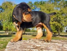 Bloodhound puppies for sale, (267) 820-9095 or amandamoore339@gmail.com Image eClassifieds4U