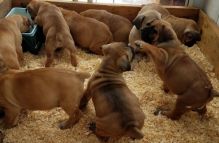 Boerboel puppies for sale, (267) 820-9095 or amandamoore339@gmail.com Image eClassifieds4U