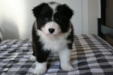 Border Collie puppies for sale, (267) 820-9095 or amandamoore339@gmail.com Image eClassifieds4U