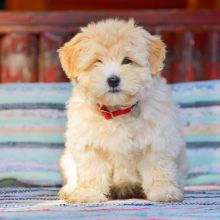 havanese puppies for sale (267) 820-9095 or amandamoore339@gmail.com Image eClassifieds4U