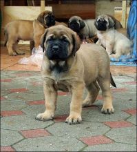 Mastiff Puppies ready for sale. (267) 820-9095 or amandamoore339@gmail.com Image eClassifieds4U