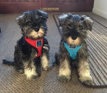 miniature schnauzer puppies (267) 820-9095 or amandamoore339@gmail.com Image eClassifieds4U