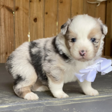 Purebred Border collie puppies Available Image eClassifieds4u 3