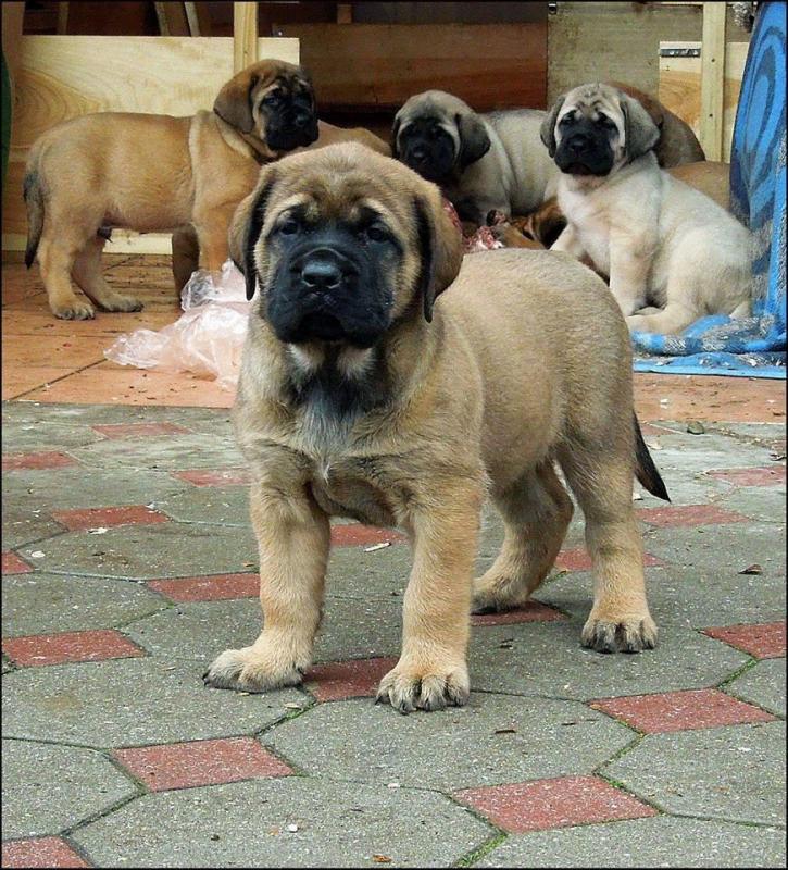 Mastiff Puppies ready for sale. (267) 820-9095 or amandamoore339@gmail.com Image eClassifieds4u