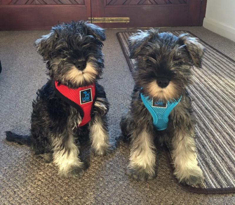 miniature schnauzer puppies (267) 820-9095 or amandamoore339@gmail.com Image eClassifieds4u