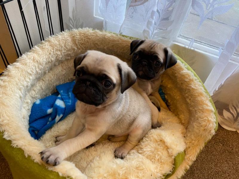 Pug Puppies - Updated On All Shots Available For Rehoming Image eClassifieds4u