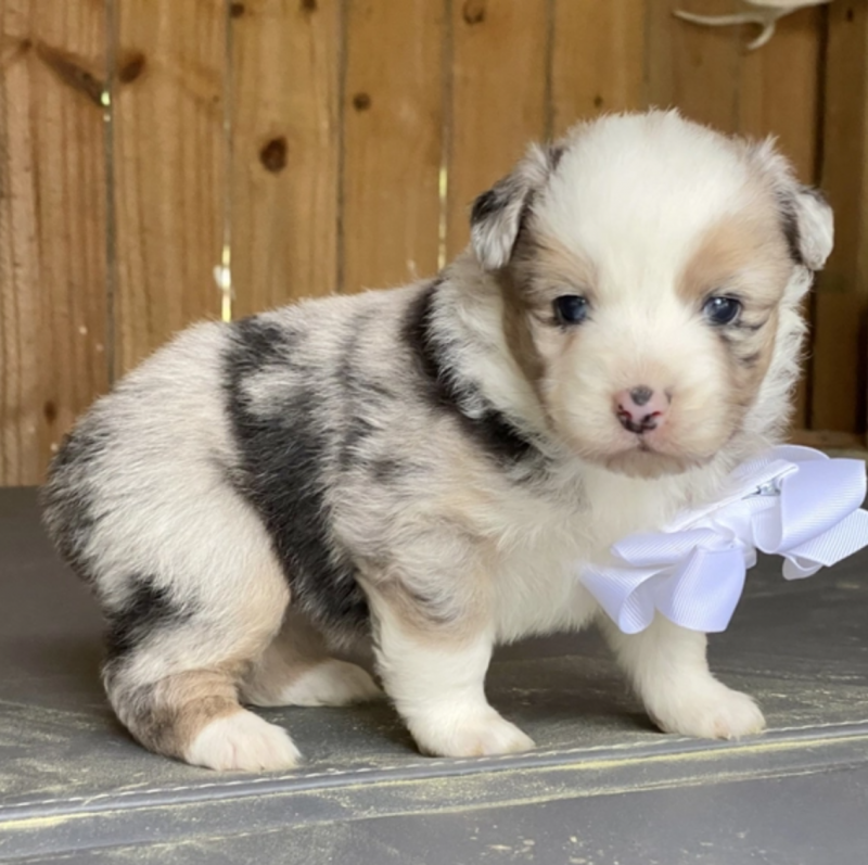 Purebred Border collie puppies Available Image eClassifieds4u