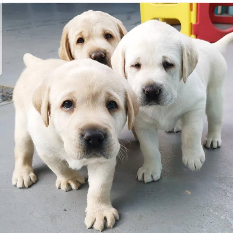 TWO CKC LABRADOR RETRIEVER PUPPIES FOR ADOPTION Image eClassifieds4u