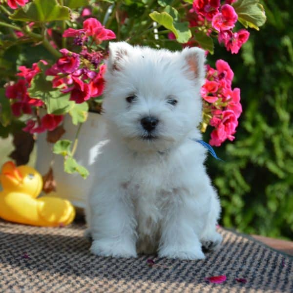 west highland terrier puppies (360) 722-5530 or amandamoore339@gmail.com Image eClassifieds4u