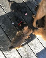 Adorable Male And Female Brussel griffon Puppies(immo299091@gmail.com)