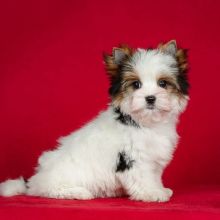 Adorable Male And Female Shih Tzu Puppies(immo299091@gmail.com)