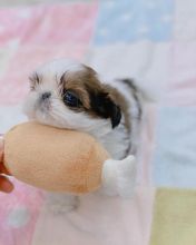 Adorable Male And Female Shih Tzu Puppies(immo299091@gmail.com)