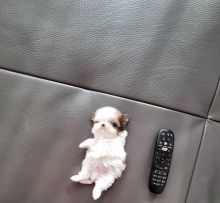 Adorable Male And Female Shih Tzu Puppies(immo299091@gmail.com)