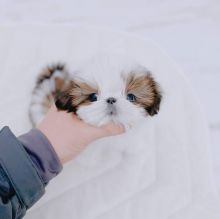 Adorable Male And Female Shih Tzu Puppies(immo299091@gmail.com)