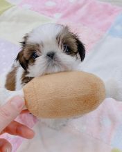 Adorable Male And Female Shih Tzu Puppies(immo299091@gmail.com)