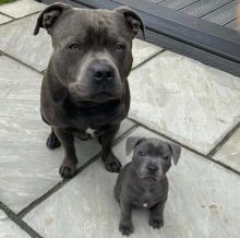 Adorable Pitbull Puppies For Adoption