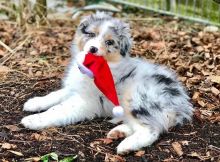 Australian Shepherd Puppies For Adoption