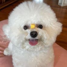 Bichon Frise Puppies For Adoption