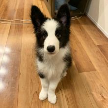 Border Collie Poppies For Adoption