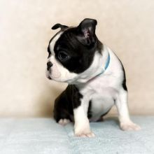 Boston terrier Puppies Available for adoption