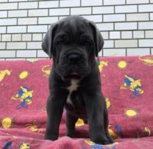 Cane Corso Puppies For Adoption