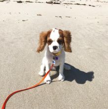 Cavalier King Charles Spaniel Puppies For Adoption