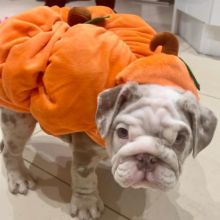 English Bulldog Puppies For Adoption