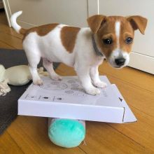 Male And Female Jack Russell Puppies For Adoption