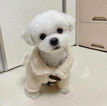 Male and female Maltese puppies for adoption
