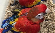 Pair Of Hyacinth Macaw for sale (trybnu88790@gmail.com)